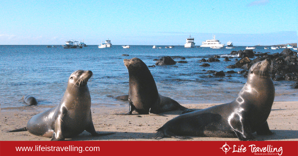 Ecuador: the best time to visit the Galapagos islands